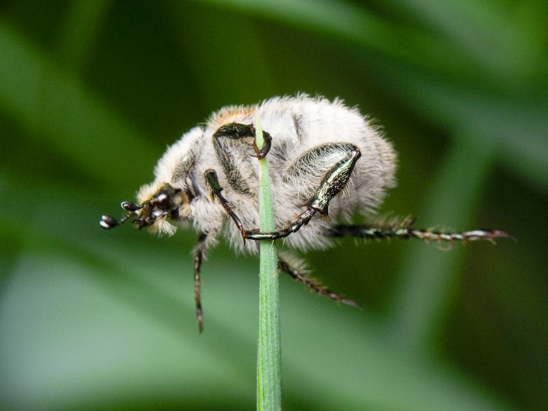 Chaetopteroplia segetum (Herbst, 1783)